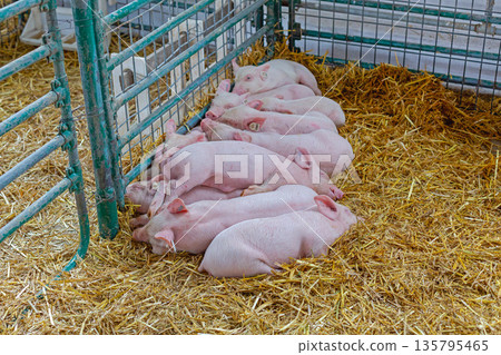 Pink Piglets Sleeping Together 135795465