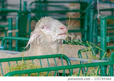 Sheep Enclosure Farm Sheep Enclosure Farm 135795468