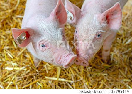 Two Little Piglets Farm Two Little Piglets Farm 135795469