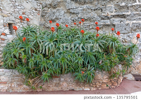Candelabra Torch Aloe Plant 135795501
