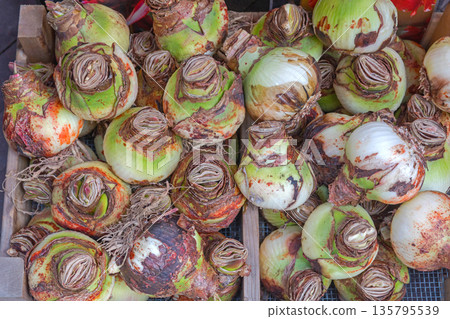 Amaryllis Flower Bulbs Amsterdam 135795539