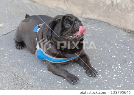 Tongue Out Black Pug Tongue Out Black Pug 135795645