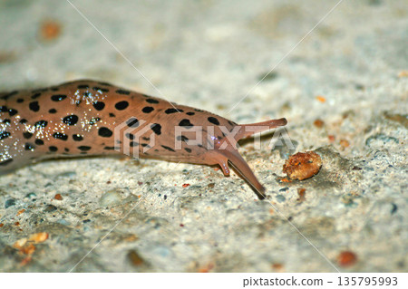 Great Grey Slug Food Great Grey Slug Food 135795993
