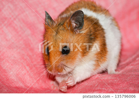 Baby Hamster Pet Baby Hamster Pet 135796006