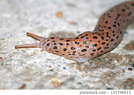 Great Grey Leopard Slug 135796013
