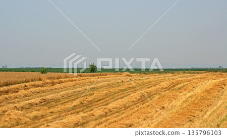 Wheat Harvest Field Wheat Harvest Field 135796103