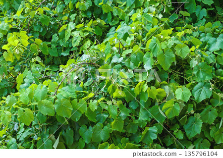 Wild Green Grapevine Background Wild Green Grapevine Background 135796104