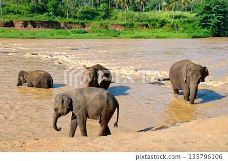 Herd of Asian Elephants Bathing in a River in Sri Lanka 135796106
