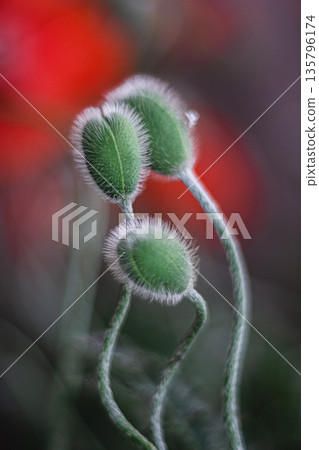 Poppy buds twisting around each other 135796174