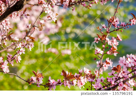 pink apple tree branch in blossom. rural fruit garden on spring sunny day. picturesque freshness in peaceful vegetation photography pink apple tree branch in blossom. rural fruit garden on spring sunny day. picturesque freshness in peaceful vegetation photography 135796191
