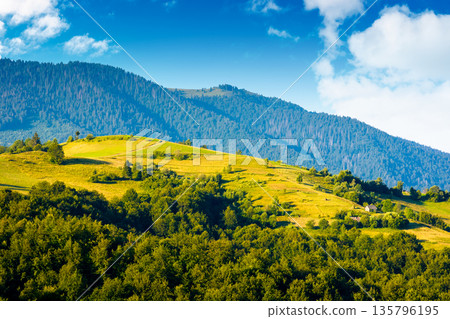 mountainous countryside landscape with rolling hills on summer morning. rural area of mizhhirya district. beautiful view of place with green grassy pastures in carpathian mountains of ukraine 135796195