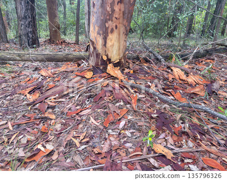 Photograph of tree bark lying on the ground in a forest Photograph of tree bark lying on the ground in a forest 135796326