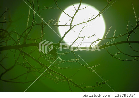 Photograph of a full moon shining brightly behind a tree Photograph of a full moon shining brightly behind a tree 135796334