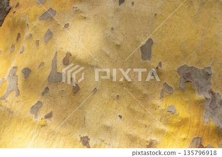 Platan, Platane, Platanus sycamore, plane tree trunk symbol. Texture made of Platan, Platane, sycamore, plane tree bark. Beautiful Platan tree trunk background. Conceptual image. Peaceful nature. Platan, Platane, Platanus sycamore, plane tree trunk symbol. Texture made of Platan, Platane, sycamore, plane tree bark. Beautiful Platan tree trunk background. Conceptual image. Peaceful nature. 135796918