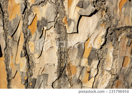 Maritime Pine, Pinus pinaster trunk symbol. Texture made of maritime pine tree bark. Beautiful Maritime Pine, Pinus pinaster trunk background. Conceptual image. Peaceful nature. Maritime Pine, Pinus pinaster trunk symbol. Texture made of maritime pine tree bark. Beautiful Maritime Pine, Pinus pinaster trunk background. Conceptual image. Peaceful nature. 135796958