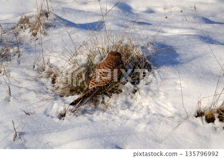Common kestrel searching for prey on ground on a bright winter day, sunlight highlighting its wings in a cold rural landscape 135796992