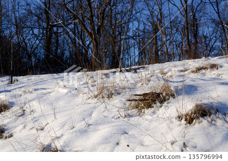 Common kestrel searching for prey on ground on a bright winter day, sunlight highlighting its wings in a cold rural landscape Common kestrel searching for prey on ground on a bright winter day, sunlight highlighting its wings in a cold rural landscape 135796994