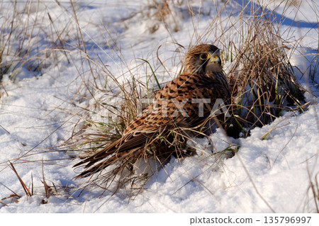 Common kestrel searching for prey on ground on a bright winter day, sunlight highlighting its wings in a cold rural landscape Common kestrel searching for prey on ground on a bright winter day, sunlight highlighting its wings in a cold rural landscape 135796997