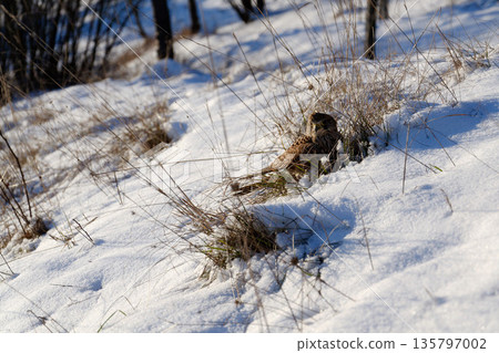 Common kestrel searching for prey on ground on a bright winter day, sunlight highlighting its wings in a cold rural landscape Common kestrel searching for prey on ground on a bright winter day, sunlight highlighting its wings in a cold rural landscape 135797002