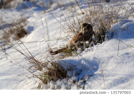 Common kestrel searching for prey on ground on a bright winter day, sunlight highlighting its wings in a cold rural landscape 135797003