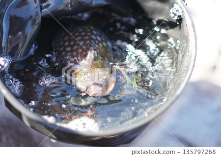 Boxfish in a bucket Boxfish in a bucket 135797268