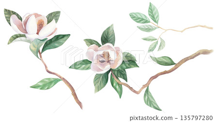 Set of blooming magnolia branches. Watercolor illustration. Handmade watercolor illustration. For packaging design, cards, cover, wallpaper, prints, product labels and fabric. Set of blooming magnolia branches. Watercolor illustration. Handmade watercolor illustration. For packaging design, cards, cover, wallpaper, prints, product labels and fabric. 135797280