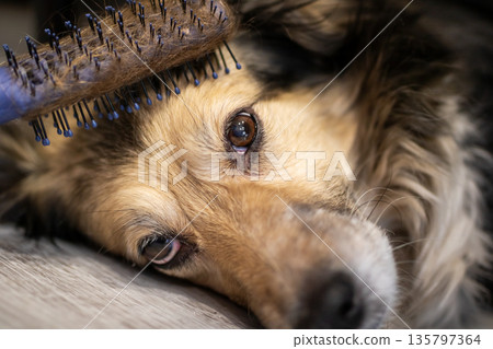 Closeup of gentle dog during care, Senior dog relaxing during grooming with trusting look 135797364