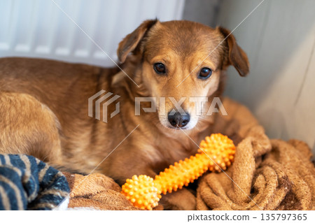 Tranquil canine seated on textured throws with bright light illuminating its peaceful face 135797365