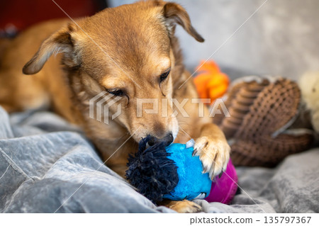 Dog calmly chewing plush toy amid cozy setting emphasizing relaxation and tactile enjoyment Dog calmly chewing plush toy amid cozy setting emphasizing relaxation and tactile enjoyment 135797367