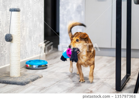 Juvenile brown dog carrying stuffed animal amid contemporary home interior with playful demeanor Juvenile brown dog carrying stuffed animal amid contemporary home interior with playful demeanor 135797368