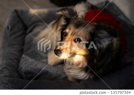 Peaceful dog peacefully reclining in soft setting with sunlight casting gentle shadows 135797384