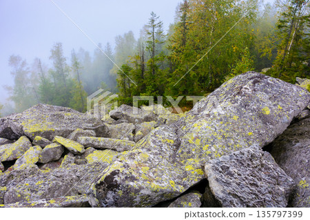 forest on the rocks in fog. mysterious autumn morning in ukrainian carpathians. hiking through steep hills of gorgany ridge with coniferous trees. outdoor adventure in ivano-frankivsk region 135797399