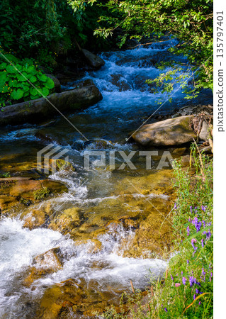 shypit water stream in the dense forest. scenic green environment of ukraine woodland in summer. beautiful nature scenery. freshness of woods on a sunny mooring 135797401
