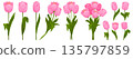 Pink Tulips Flowers Cartoon Set 135797859