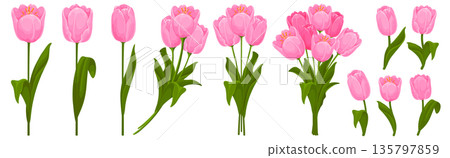 Pink Tulips Flowers Cartoon Set Pink Tulips Flowers Cartoon Set 135797859