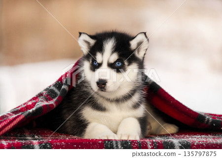A beautiful husky puppy rests comfortably while wrapped in a thick red and black plaid blanket. The puppy's blue eyes are bright and clear as it looks toward the viewer. A beautiful husky puppy rests comfortably while wrapped in a thick red and black plaid blanket. The puppy's blue eyes are bright and clear as it looks toward the viewer. 135797875