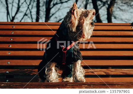 Yorkshire terrier dog wearing jacket sitting on a wooden bench in city park. Urban pet lifestyle, cozy autumn or winter mood, loyal companion, outdoor walk, calm moment, emotional animal portrait. Yorkshire terrier dog wearing jacket sitting on a wooden bench in city park. Urban pet lifestyle, cozy autumn or winter mood, loyal companion, outdoor walk, calm moment, emotional animal portrait. 135797901