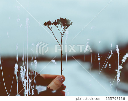 A candid, authentic shot of a hand holding a frozen, dried plant in a snowy field, capturing the essence of winter nature. Frost and snow. A candid, authentic shot of a hand holding a frozen, dried plant in a snowy field, capturing the essence of winter nature. Frost and snow. 135798136