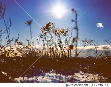 Sunny winter landscape with dry wild plants and snow under bright blue sky. Spring nature scene, warm sunlight in cold season. Non-urban scene. 135798141