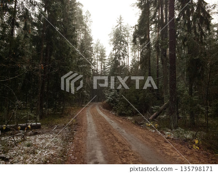 Tranquil forest path invites exploration on a foggy morning 135798171