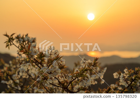 Sunrise and cherry blossoms from Mount Noro in Setonaikai National Park Sunrise and cherry blossoms from Mount Noro in Setonaikai National Park 135798320