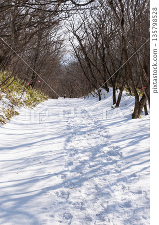 Snowy footpath in the forest Snowy footpath in the forest 135798528