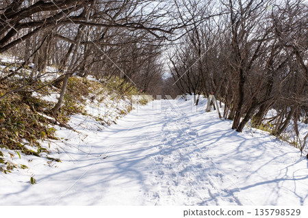 Snowy footpath in the forest Snowy footpath in the forest 135798529