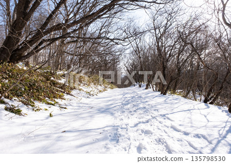 森林中積雪覆蓋的小路 135798530