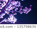 Plum blossoms blooming at night 135798630