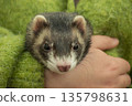 Ferret in hand 135798631
