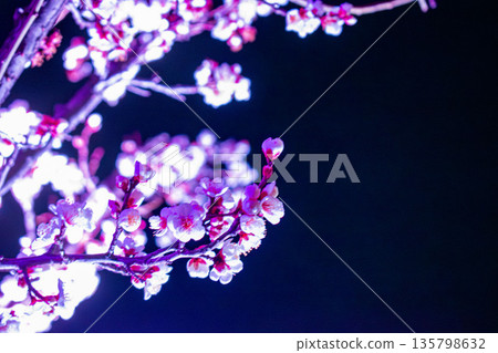 梅花在夜裡綻放 梅花在夜裡綻放 135798632