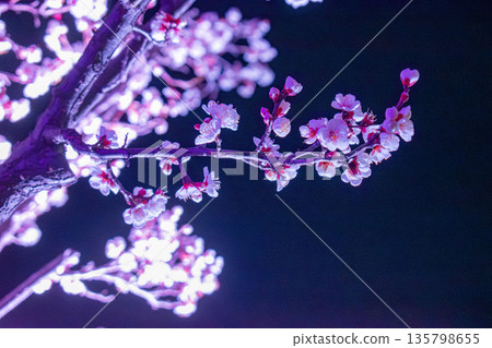 梅花在夜裡綻放 梅花在夜裡綻放 135798655