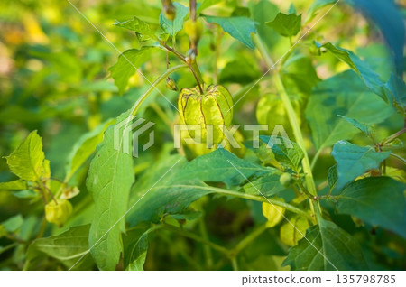 茄科 135798785