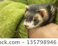 Ferret in hand 135798946